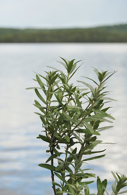 Hippophae rhamnoides 'Hikul'