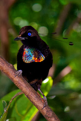 Western Parotia, Bird of paradise, Paradisaeidae Family.