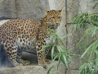 Panthère de Chine du Nord - Panthera pardus japonensis