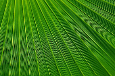 Green aesthetic wallpapers hd
