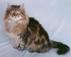 gambar kucing Maine Coon