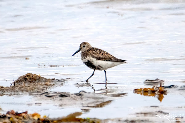 Dunlin