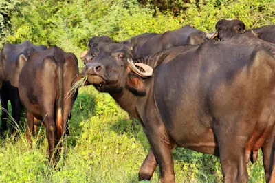 भदावरी भैंस पालन : सबसे अधिक दूध एवं सबसे श्रेष्ठ घी, और अधिक मुनाफा