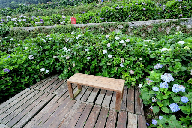 大梯田花卉生態農園 繡球花