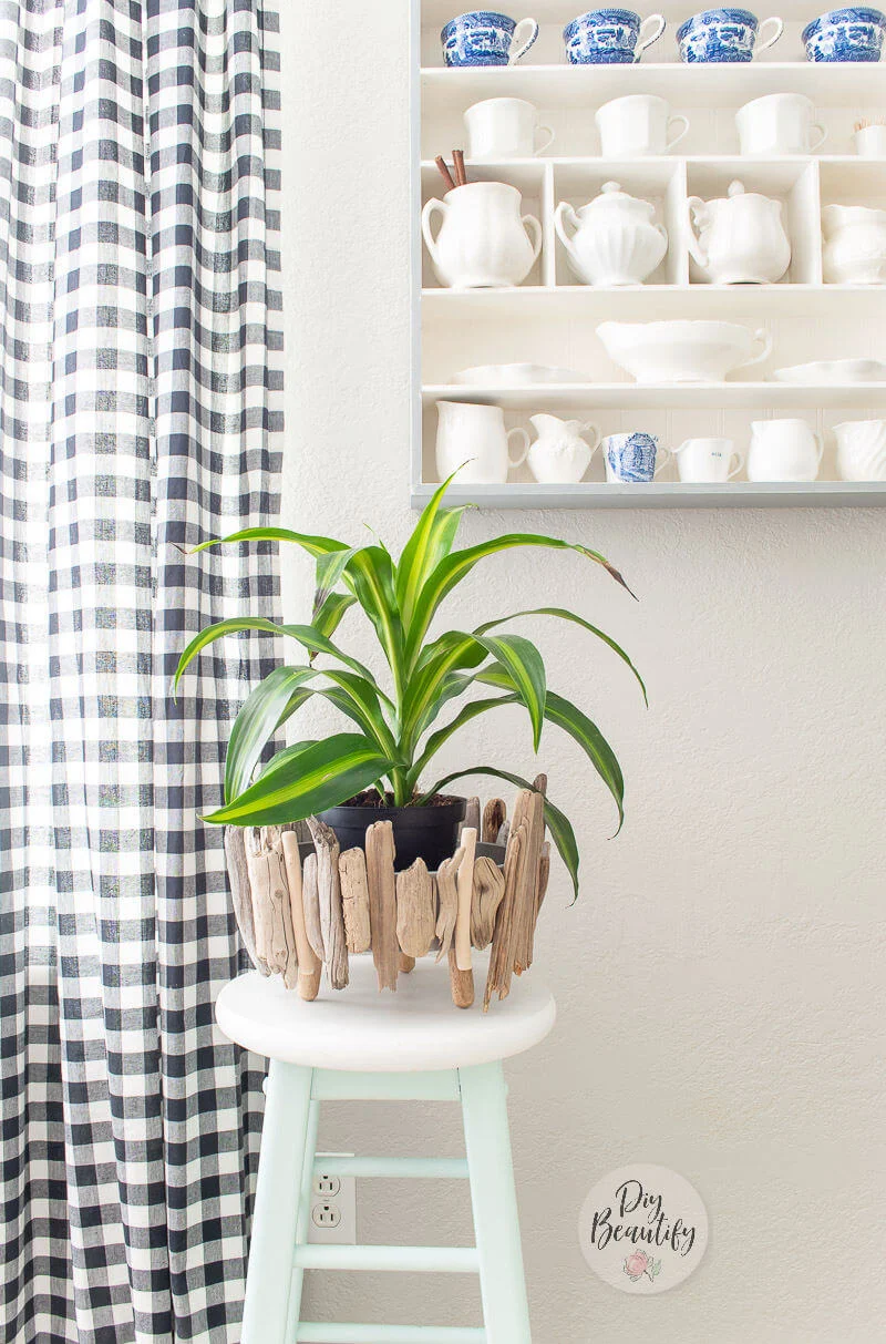 driftwood planter with dracaena plant