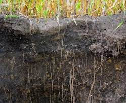 Start CARBON Cultivating BY Decreasing Disintegration