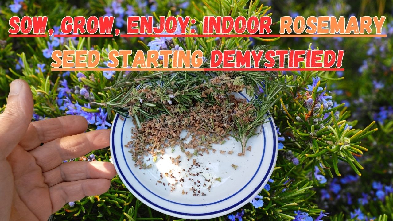 Rosemary is a versatile herb that can add a touch of freshness to your dishes all year round. While most people propagate rosemary through cuttings, starting the herb from seeds indoors is a simple and cost-effective alternative.