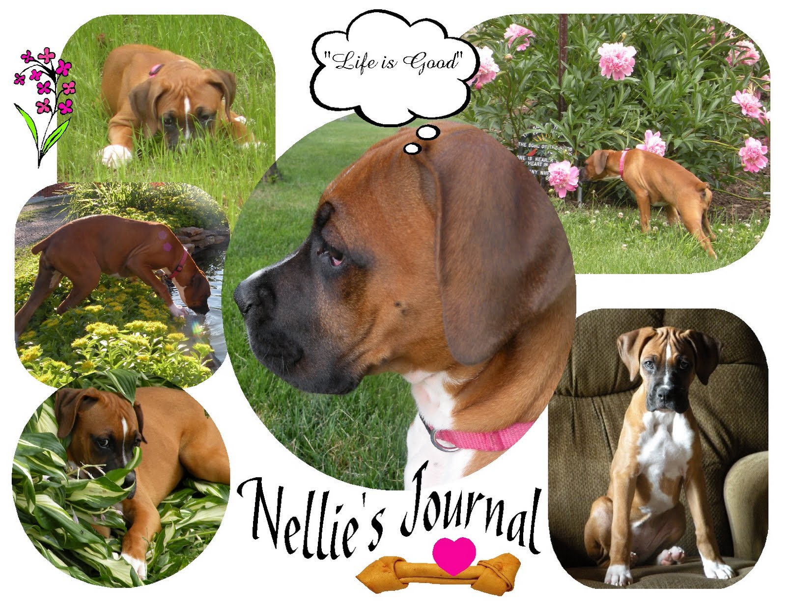 Nellie's Journal