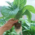 An Easy Way to Hydroponics