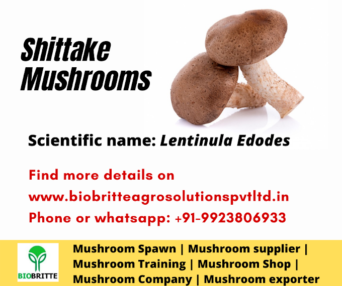 Shiitake mushroom | Biobritte mushrooms | Biobritte mushroom store