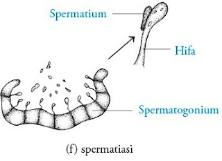 Perkembangbiakan Fungi secara generatif yaitu perkembangbiakan Pintar Pelajaran Cara Reproduksi Fungi : Seksual (generatif) dan Aseksual (Vegetatif)