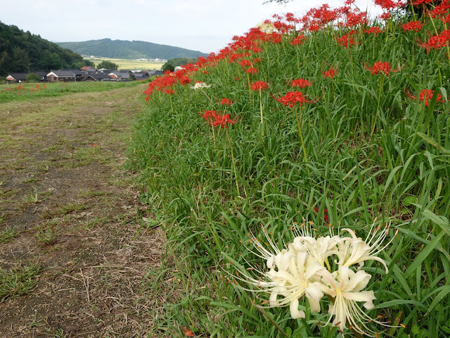 上淀廃寺跡のヒガンバナ（彼岸花）