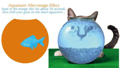 Aquarium after image effect illusion, Fish and cat optical illusion