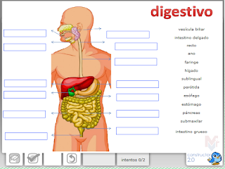 https://constructor.educarex.es/constructor/constructor/workspaces/2113/documentos/14833/index_web.php?id_usuario=2113&id_ode=14833&titulo_ode=Aparato%20digestivo%201#.VlCxrb_kqao