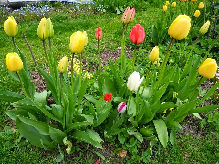 2014 tulppaanit