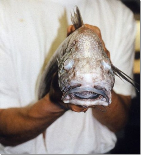 strange_fishes_found_off_greenland_04