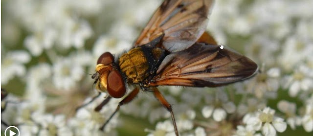 Los insectos están adelantando su vuelo por el cambio climático