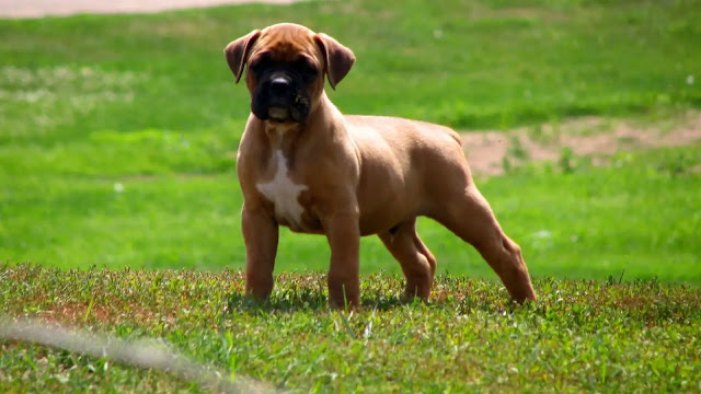 Baby Boxer Dog