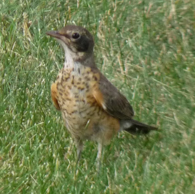 juvenile robin