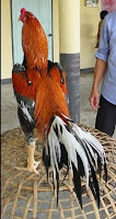 Characteristic of gamecock rooster