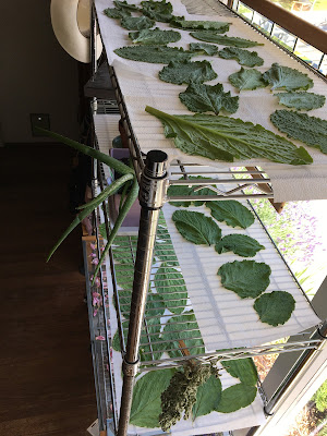 Borage leaves drying on a rack