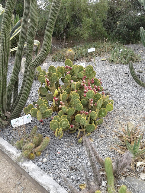 Jardin Botanico de Cordoba in Argentina