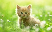 . animalitos conocidos como gatitos. No esperes más, ¡entra ya!