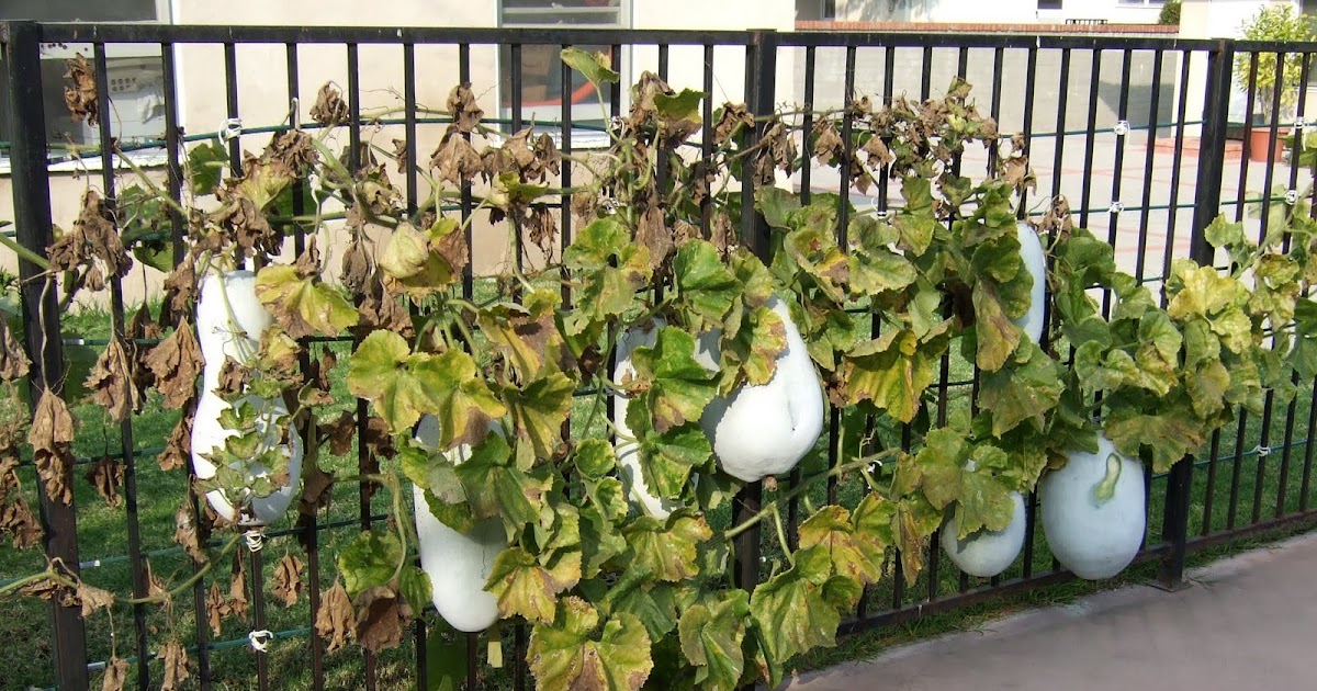 My Southern California Vegetable Garden: Winter Melon Harvest!