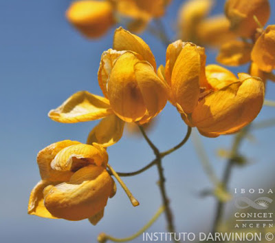 flora argentina Senna subulata