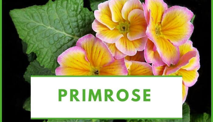 Primrose flower