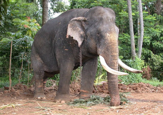 sri lankan elephant