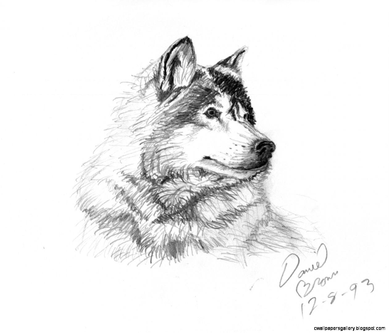 Easy Animal Drawings In Pencil | Wallpapers Gallery