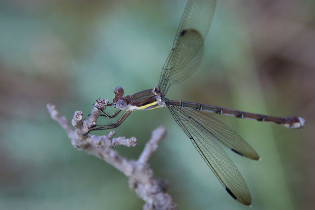 Archilestes grandis