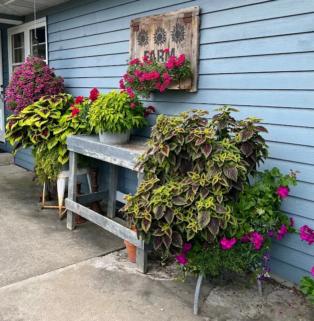 Photo of junk garden containers on the patio.