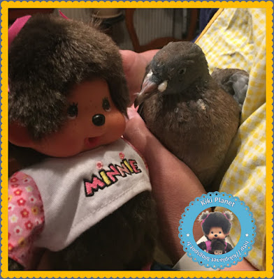 Diana la Monchhichi et Colombine le bébé pigeon - oisillon -pigeonneau - oiseau - gavage