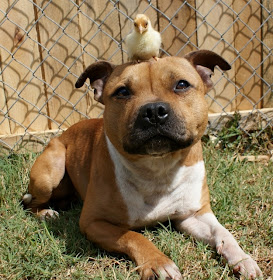 Boom the pit bull hanging out with chick and bunnies, funny pit bull pictures, animal friendships, cute bunny pictures, cute dog pictures