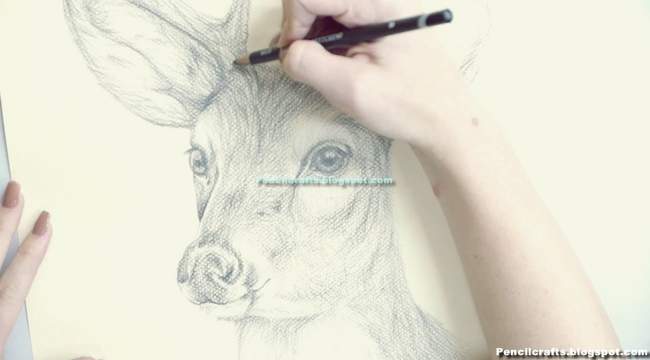 Deer Head Drawings