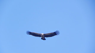 birding alquezar, sierra de guara