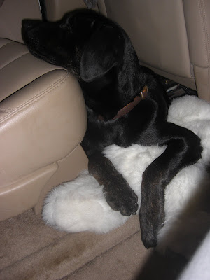 Picture of Rudy in the car on his stuffed pillow - resting his head on the seat