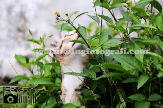 bandung fotografi, fotografi bandung, jasa fotografer bandung, jasa foto binatang peliharaan, pet fotografi