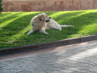 cuidado perros en verano 