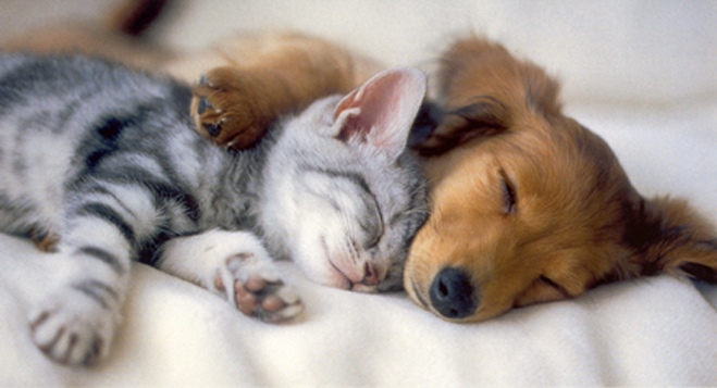 CUTE PUPPIES AND KITTENS