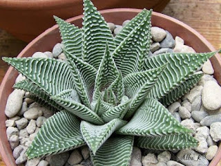 Haworthia Limifolia