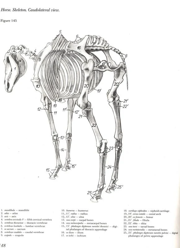 anatomy-horse-pelvic-casco-ossos-bones-anatomia-membros-pélvicos-horse-equino-popesko-livros-pdf-veterinaria-clique-download-descargar-libros-gratuito