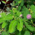 Akar Putri Malu (Mimosa pudica L.) Efektif Atasi Penyakit Cacingan.