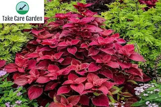 Saiba como cultivar a planta Coleus em casa