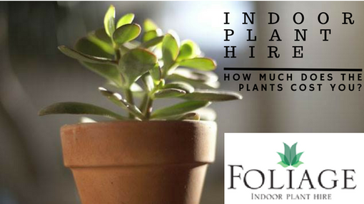 indoor plant hire