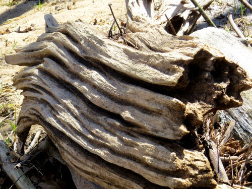 driftwood