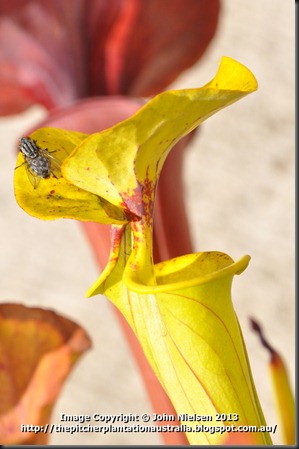 Fly_2