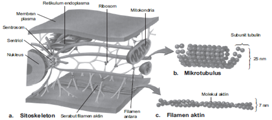 bagian-bagian sitoskeleton